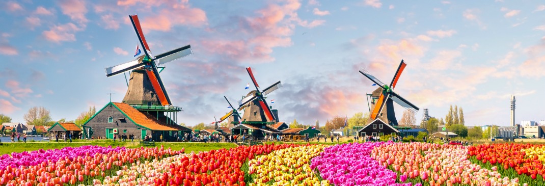 The Netherlands tulip fields and windmill